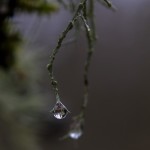 Joachim_ En vattendroppe vid Prästalund