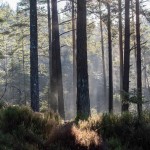 Joachim_ Ryker från träden