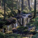 Joachim_En bäck i trollskogen