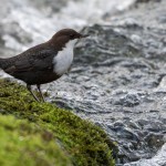 Joachim_Strömstare vid Ålanda