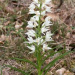 Kerstin_ Vit skogslilja