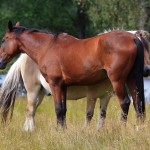 Alf_hästar