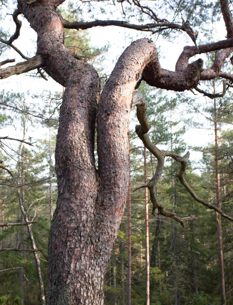 Fotograf Martti Henttunen. Vinnarbild  på temat "knasiga träd"