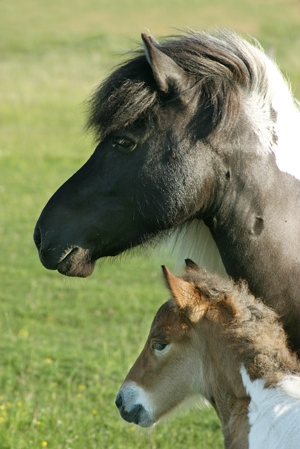 Simlir med mamma Skikkja. Foto Gunnar Britse. Simlir med mamma Skikkja. Foto Gunnar Britse.