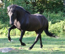 Támyrjas mor Mynta från Bergshill, foto Emma Jansson. Támyrjas mor Mynta från Bergshill, foto Emma Jansson.