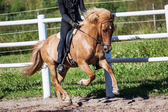 Fina Töfrun från Ammor u Támyrja från Ammor uu Mynta från Bergshill och e Boði från Åleby eu Nott från Knutshyttan ee. Ísar frá Keldudal Fina Töfrun från Ammor u Támyrja från Ammor uu Mynta från Bergshill och e Boði från Åleby eu Nott från Knutshyttan ee. Ísar frá Keldudal