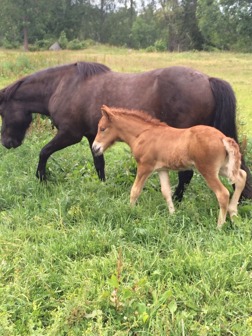 Heiðir från Ammor 12 dagar gammal med mamma Mynta. Heiðir från Ammor 12 dagar gammal med mamma Mynta.