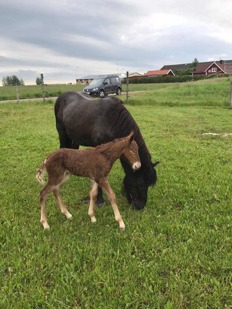 Álfaþór från Ammor med mamma Mynta från Bergshill. På bilden bara någon timme gammal. Foto Marcus Ljungqvist. Álfaþór från Ammor med mamma Mynta från Bergshill. På bilden bara någon timme gammal. Foto Marcus Ljungqvist.