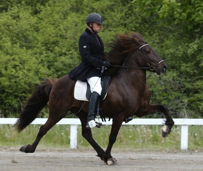 Askur från Håkansgården är den första svenskfödda hingsten som har fått utmärkelsen Hederspremie. Foto: Ingela Bjurenborg Askur från Håkansgården är den första svenskfödda hingsten som har fått utmärkelsen Hederspremie. Foto: Ingela Bjurenborg