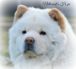 Nellwood´s hope Nellwood´s hope