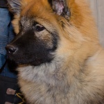 Elvis