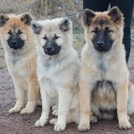 Nirvana, Aurora & Loke