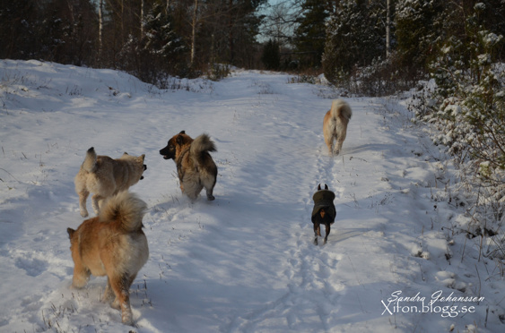 Loke, Aurora, Leah, Faith & Rocky