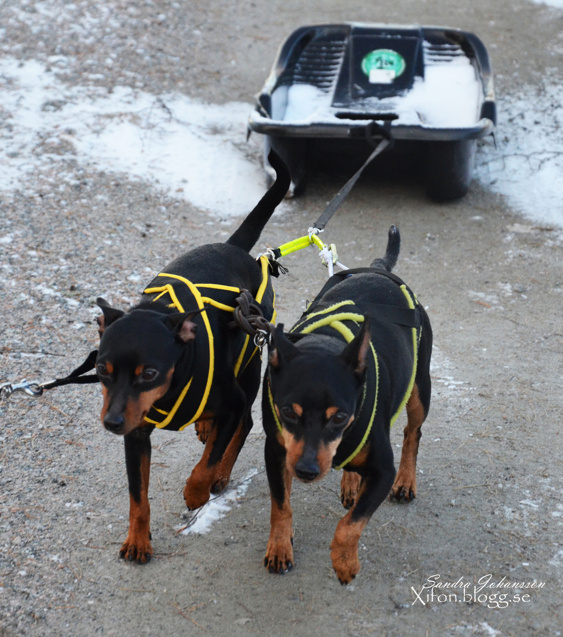 Zorro & Rocky