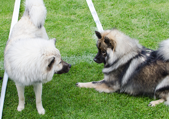 Ibixys Faithful Aurora "Aurora" och Ibixys Faithful Arwen "Zoe" Ibixys Faithful Aurora "Aurora" och Ibixys Faithful Arwen "Zoe"