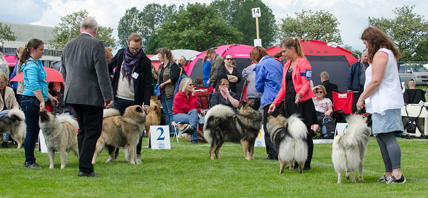 Faith med 4 av sina 11 barn ur A-kullen, Loke, Elvis, Zoe och Aurora:-) Faith med 4 av sina 11 barn ur A-kullen, Loke, Elvis, Zoe och Aurora:-)