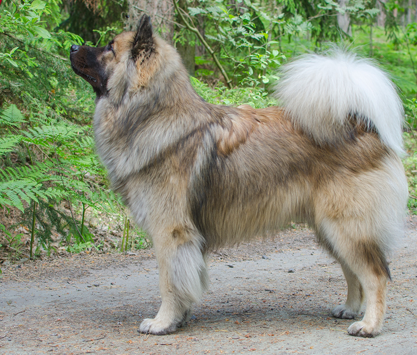 Ibixys Faithful Asterix "Loke" Ibixys Faithful Asterix "Loke"