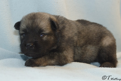 6. Ibixys Faithful Basti