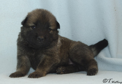 9. Ibixys Faithful Bailey