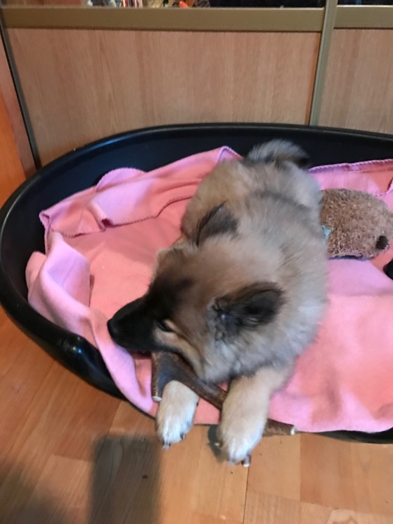 Bumbi "Molly" tuggar på sitt hjorthorn (matte Elisabeth har tagot bilden) Bumbi "Molly" tuggar på sitt hjorthorn (matte Elisabeth har tagot bilden)