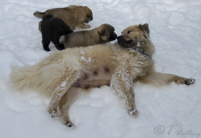 Första gången ute i snön, 20 februari. Cattleya "Rauha" pussar på mamma Tiza