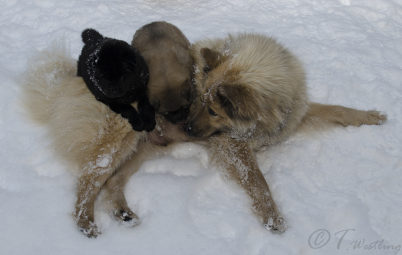 Första gången ute i snön, 20 februari. Cazanova och Cattleya hänger på mamma Tiza