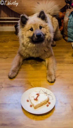 Tiza med sin tårta när hon fyllde 1 år, i vinter fyller hon 7 år.