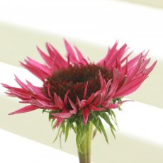 IMG_7390 IMG_7390