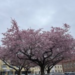 20250412 Loppis och auktion (8)