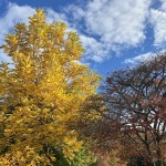 20251014 Kafferep med Hasse och Monica på Norrvikens trädgårdar (58)