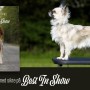 Hundutställning med sikte på Best in Show