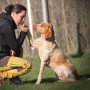 Hundägareutbildning-Online
