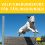 Valpkurs/unghundskurs för tävlingshunden