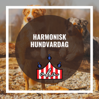 Harmonisk Hundvardag på Alingsås Hundarena