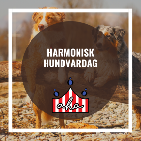 Harmonisk Hundvardag på Alingsås Hundarena - Harmonisk Hundvardag 6/4 Lisette