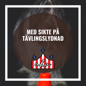 Med sikte på tävlingslydnad på Alingsås Hundarena - Med sikte på tävlingslydnad 6/4  Lisette