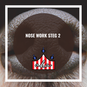 Nose Work steg 2 på Alingsås Hundarena - Nose Work steg 2 22/1