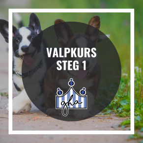 Valpkurs steg 1 - Valpkurs steg 1 28/3 17.30 Maria