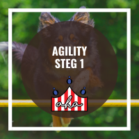 Agility Steg 1 på Alingsås Hundarena