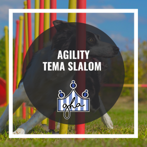 Agility TEMA Slalom - Agility TEMA Slalom