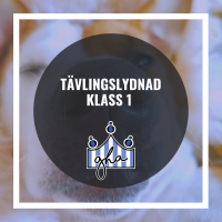 Tävlingslydnad Klass 1