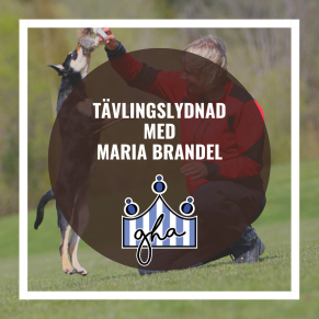 Tävlingslydnad med Maria Brandel - Tävlingslydnad med Maria Brandel 12-13/1-Observatör