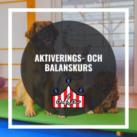 Aktiverings- och balanskurs på Alingsås Hundarena