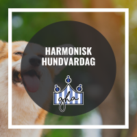 Harmonisk Hundvardag