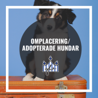 Omplacering/adopterade hundar