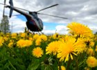 En av våra helikoptrar möter våren i Överkalix