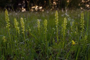 Grupp med Honungsblomster Grupp med Honungsblomster
