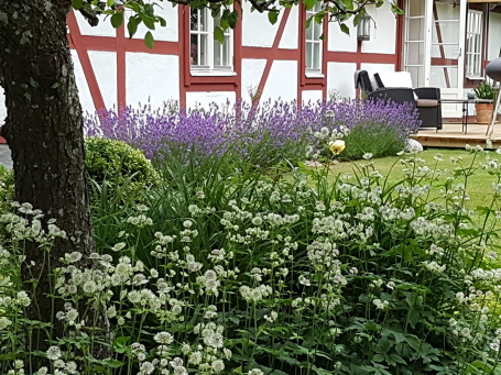 I förgrunden under päronträdet står det stjärnflocka och i bakgrunden blommar lavendel. I förgrunden under päronträdet står det stjärnflocka och i bakgrunden blommar lavendel.