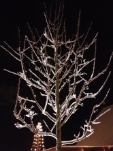 En enkel led-bygglampa på 10w kan framhäva vackra träd En enkel led-bygglampa på 10w kan framhäva vackra träd