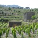 Wine region of Priorat